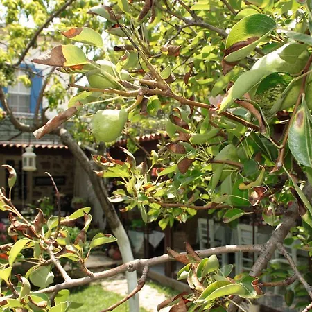 Istanbul Gæstehus Ayvalı